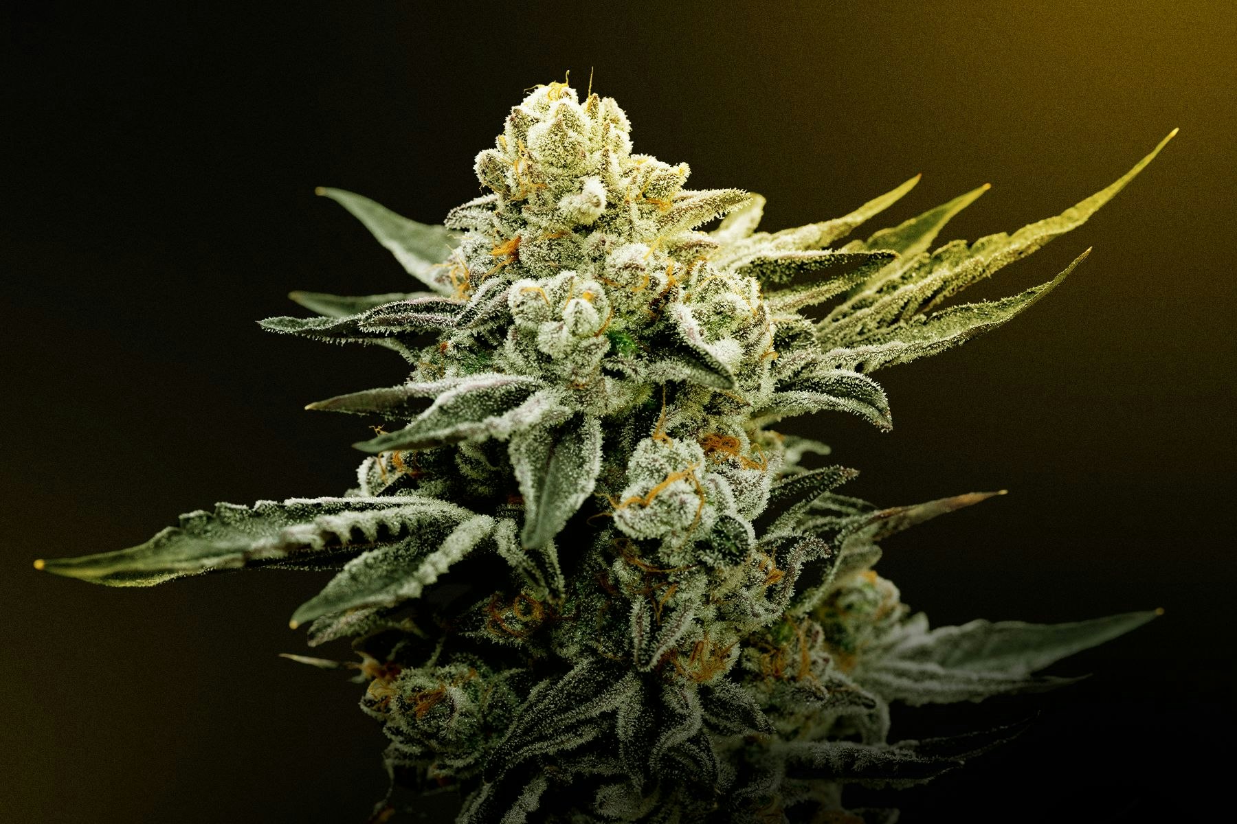 The Rise of THCA Flower A Guide to Its Benefits